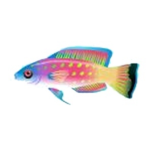 Pastel Fairy Wrasse